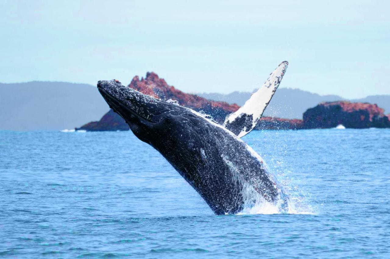 Stunning Oceanview Coastal Home Beach Trails Family Activities Montara Εξωτερικό φωτογραφία